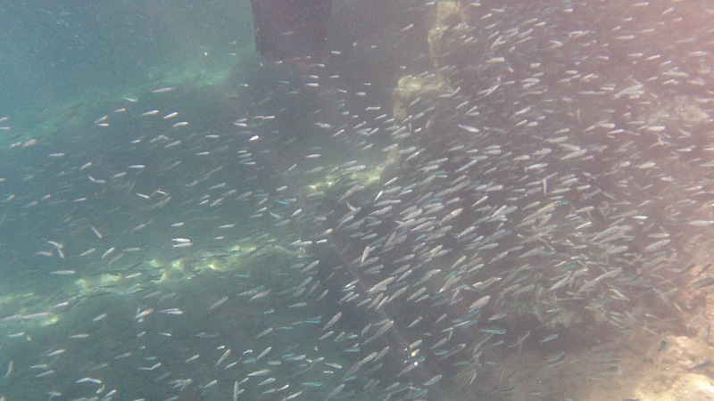 Fish cleaning